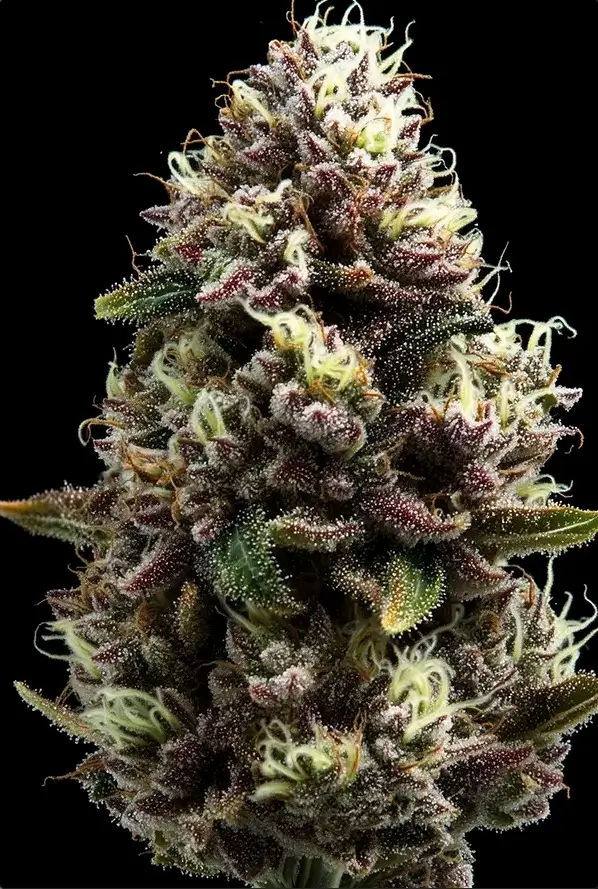 Purple-Punch-Steckling-Dropsteckling