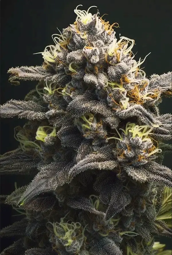 Tropical-Gelato-Steckling-Dropsteckling (1)