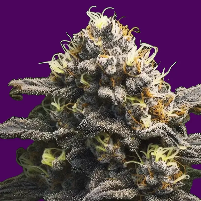 critical-kush-purple