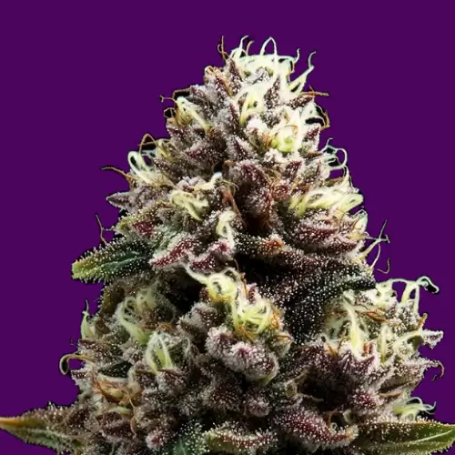 purple-punch-_1_