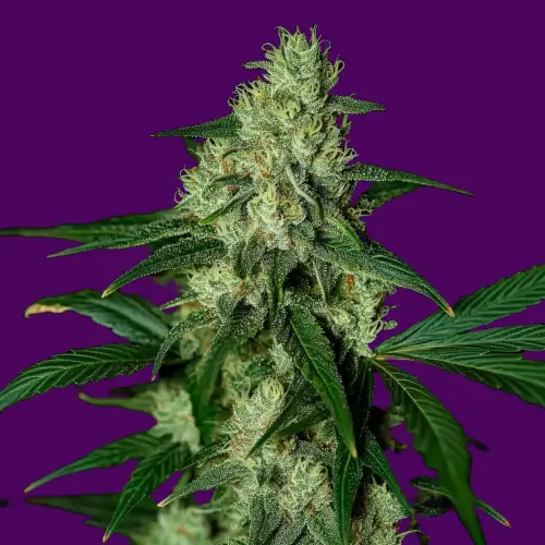 white-russian