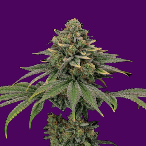 tropical gelato